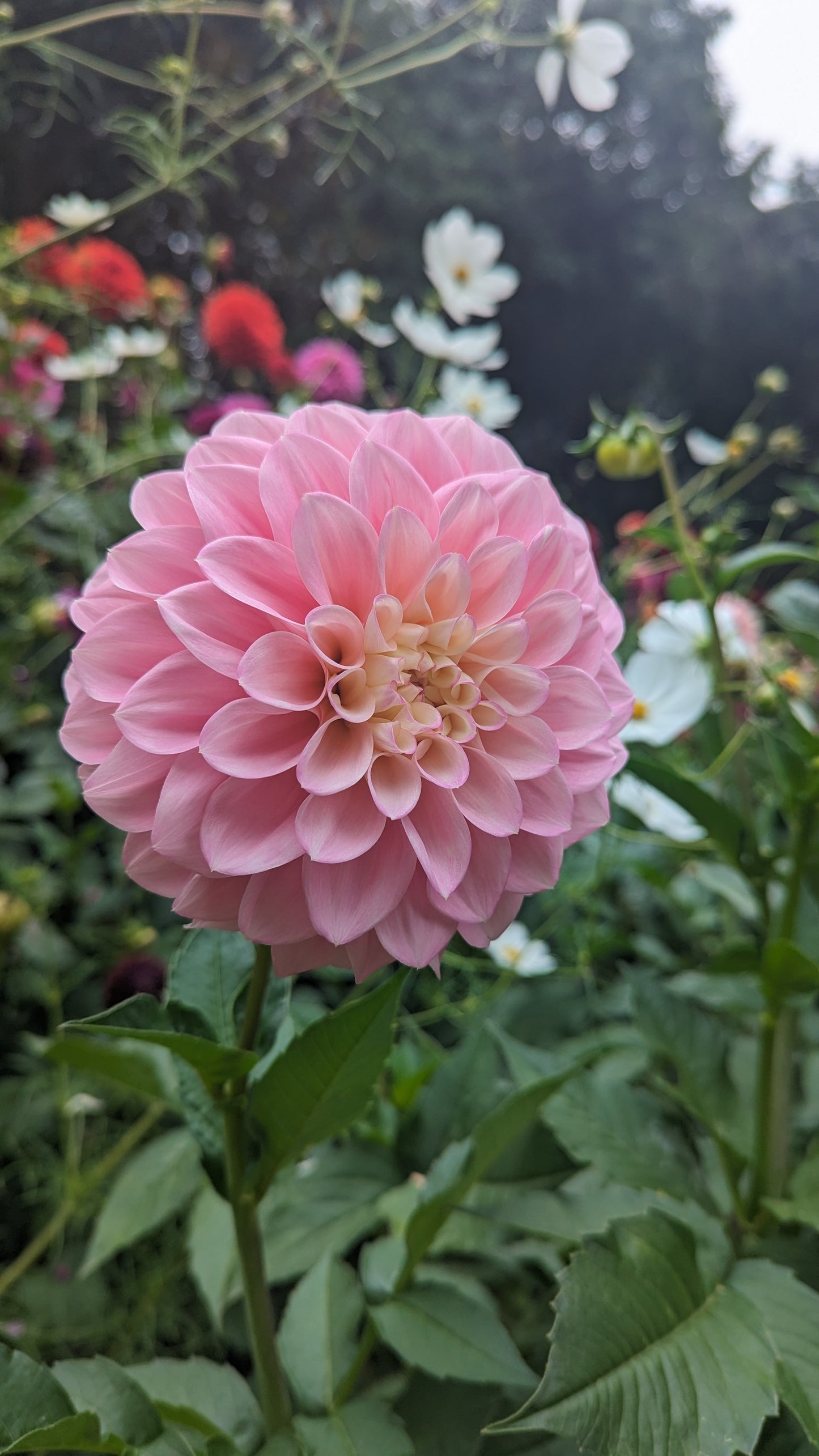 Florelie Pirouette
