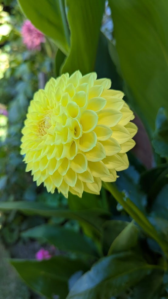Winholme Diane