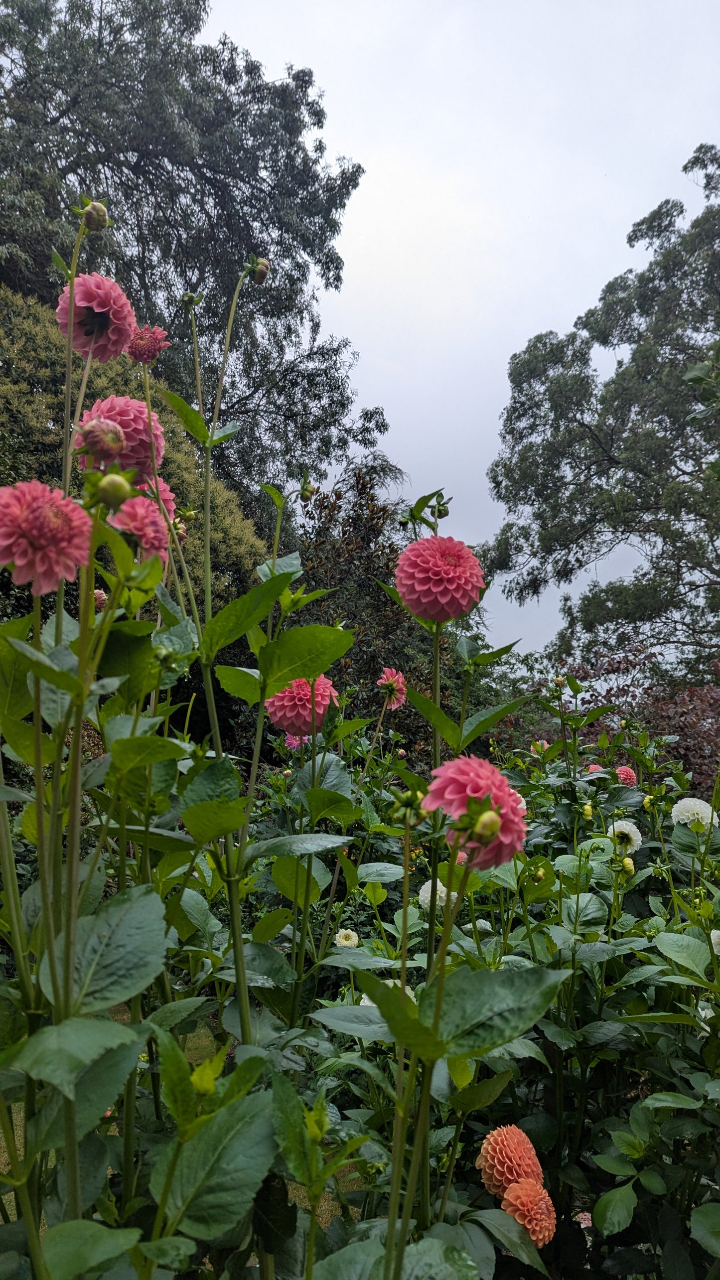Florelie Flamingo