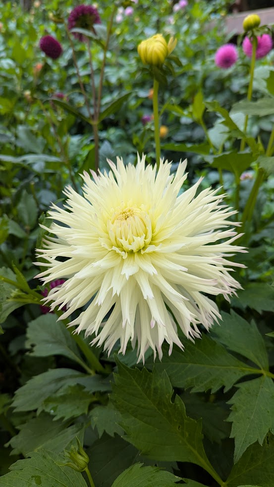 Aitara Ace of White