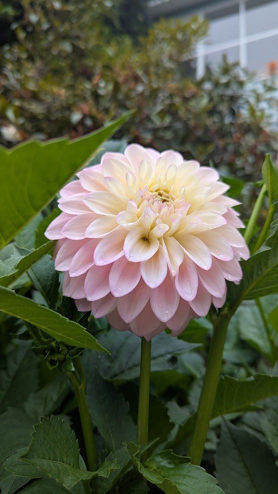 Florelie Pirouette