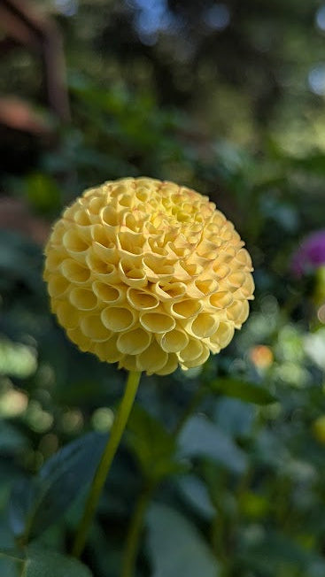 Glenbank Honeycomb