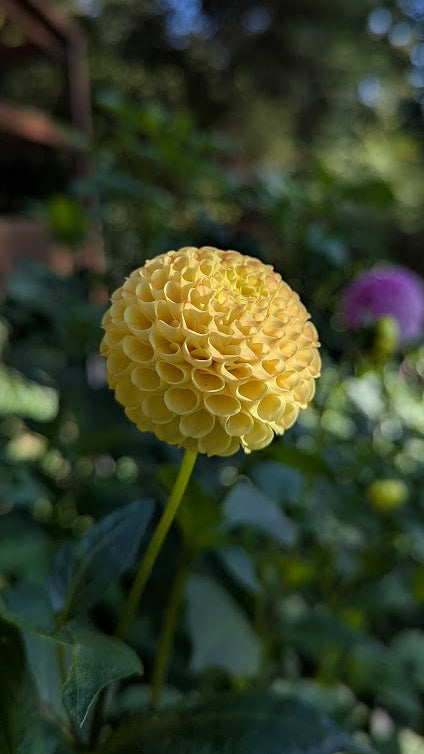 Glenbank Honeycomb