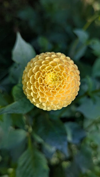 Glenbank Honeycomb