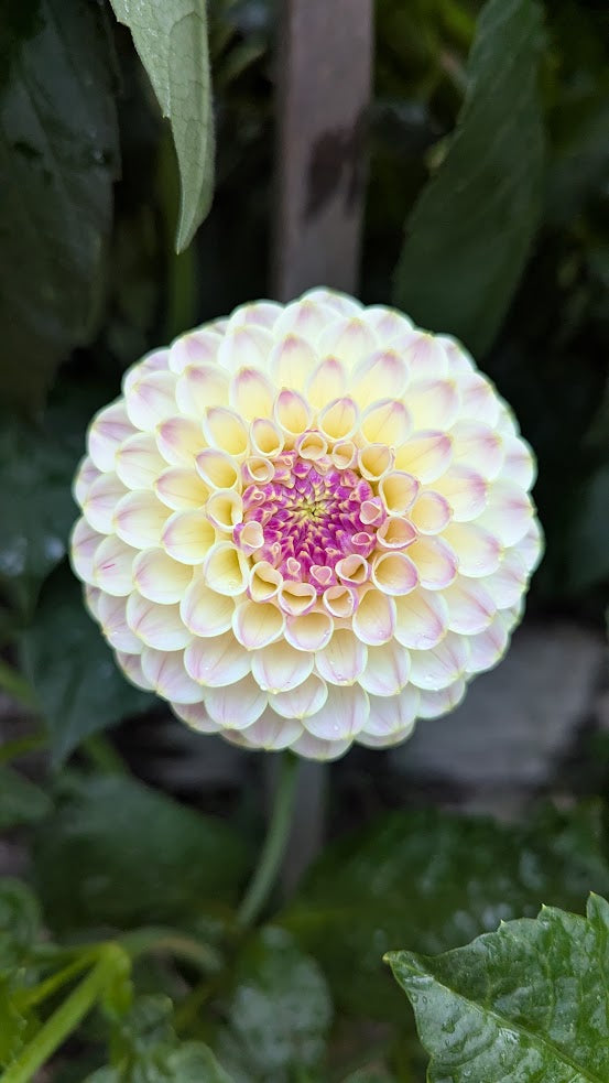 Hapet Pearl