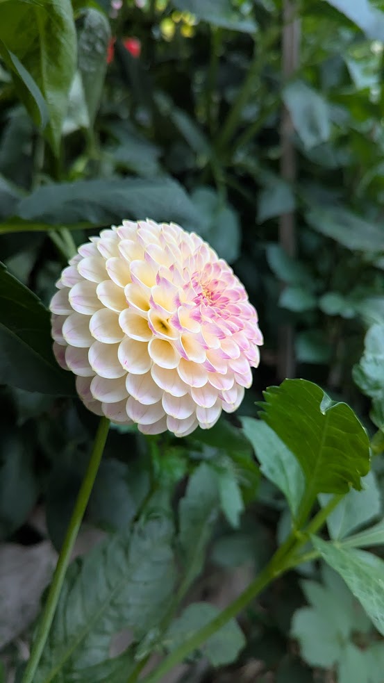 Hapet Pearl