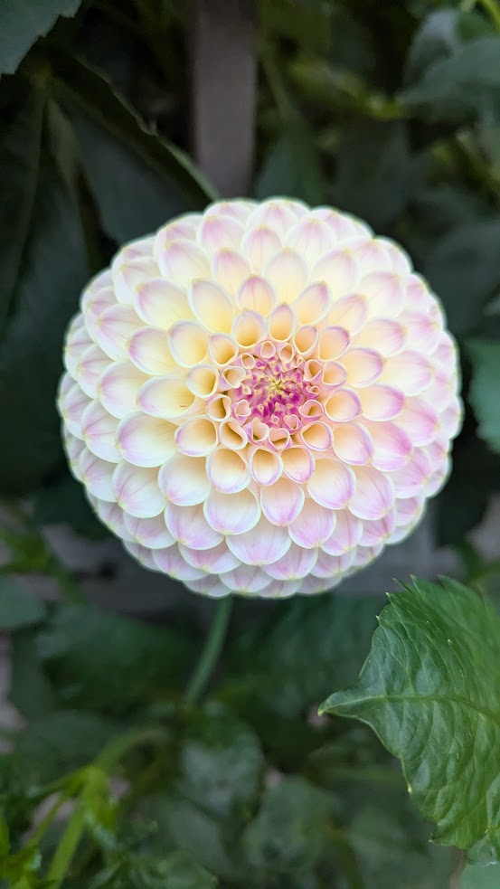 Hapet Pearl