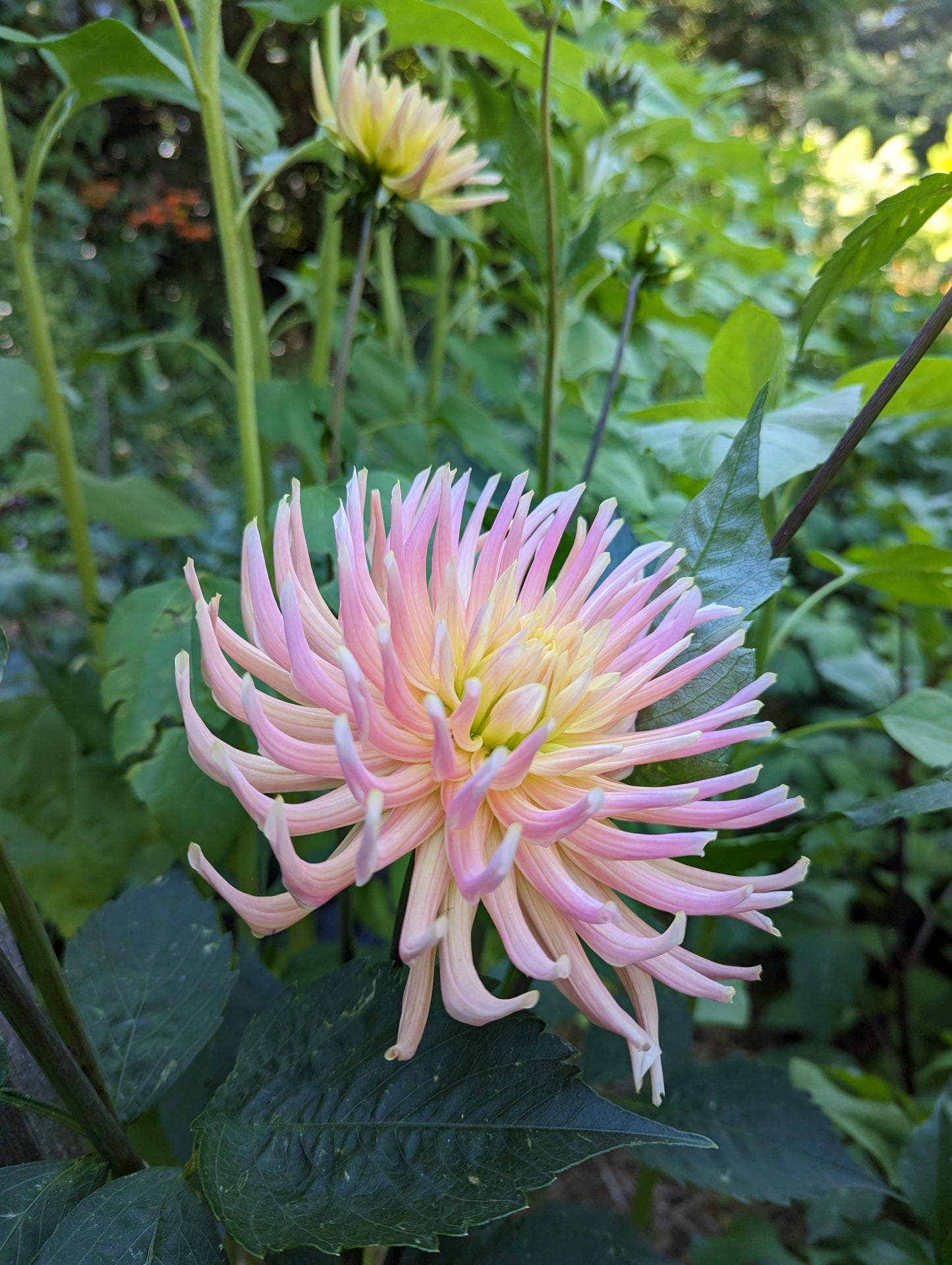 Unknown Name - Pink to yellow incurved cactus
