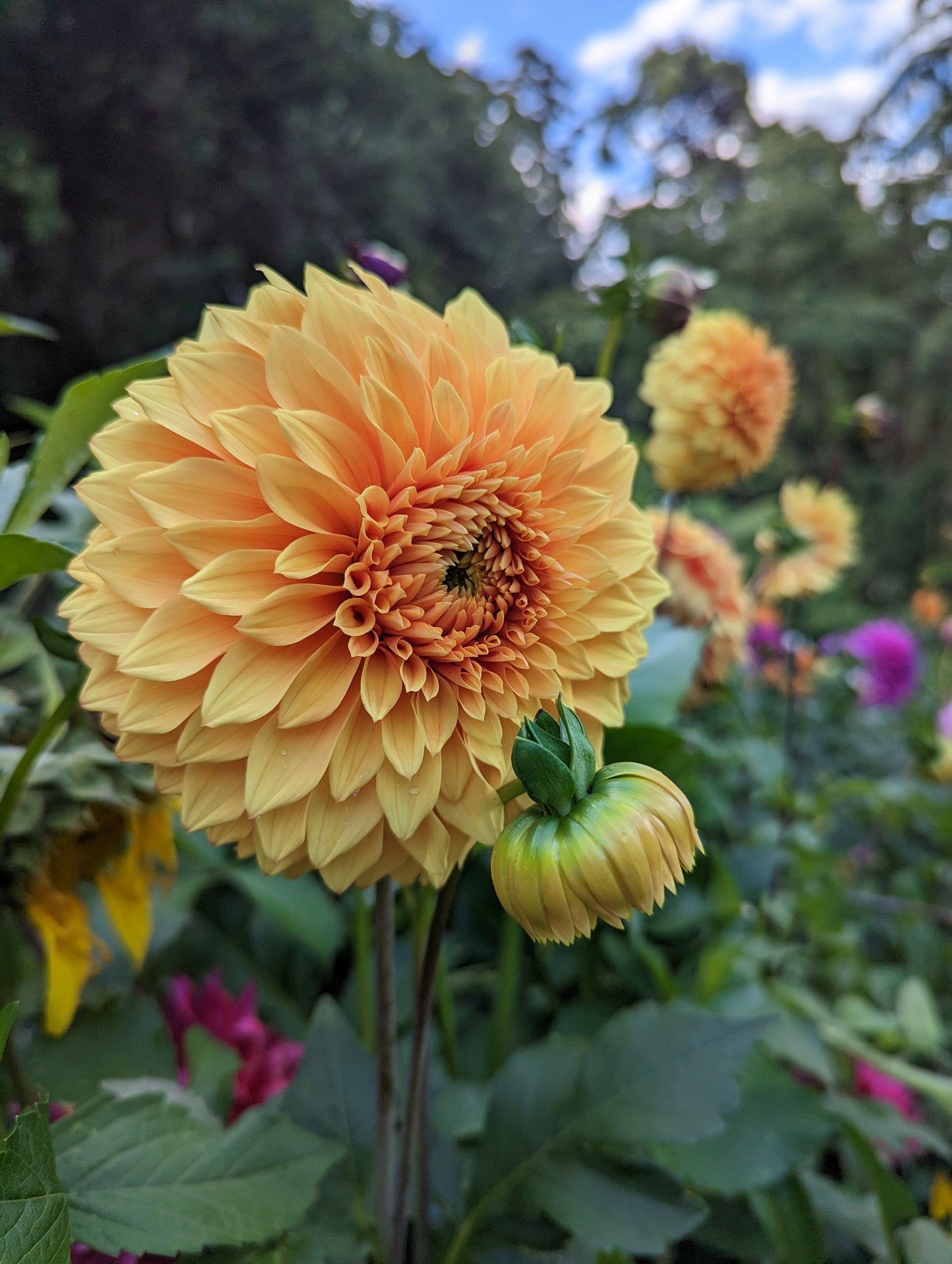 Teddybear Dahlia