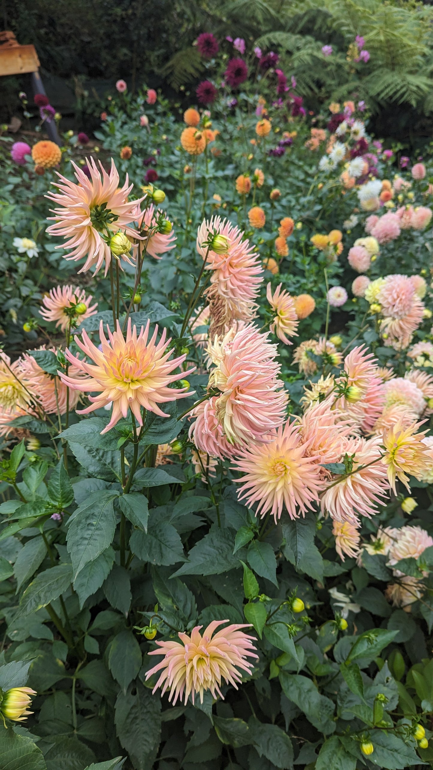 Unknown Name - Pink to yellow incurved cactus