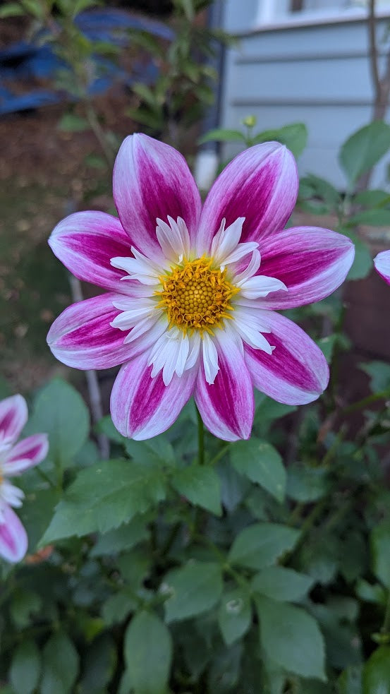 Beauty
