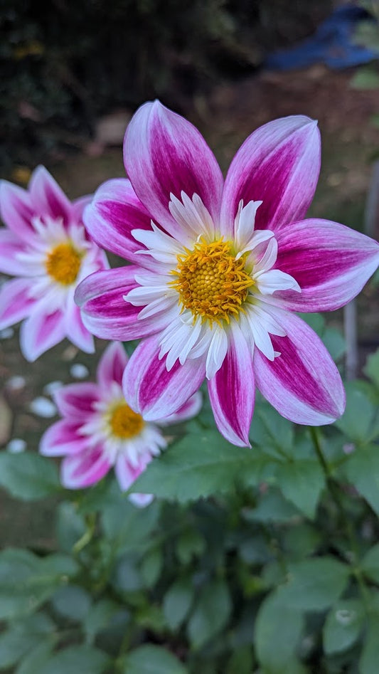 Beauty