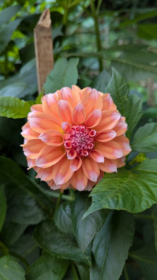US Peaches and Cream