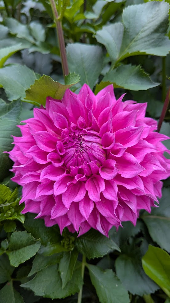 Elma Elizabeth