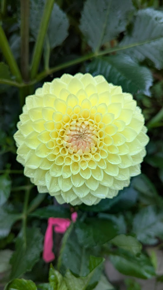 Winholme Diane