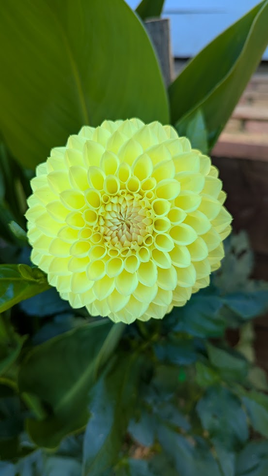 Winholme Diane