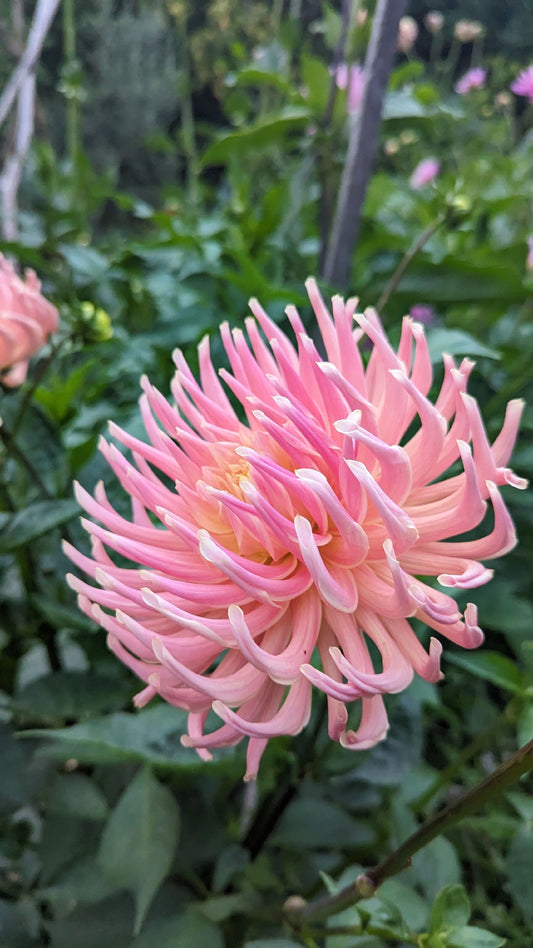 Unknown Name - Pink to yellow incurved cactus