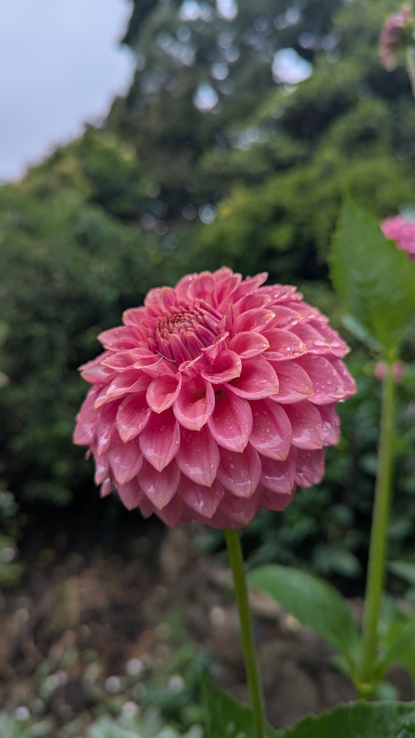 Florelie Flamingo