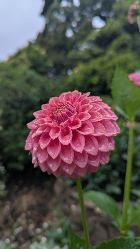 Florelie Flamingo